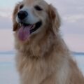酷暑 愛犬家の夏は戦い 酷暑 愛犬家の夏は戦い