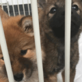 🌸先日のカフェ営業、ありがとうございました！🌸～犬猫ライフさまもご来場～